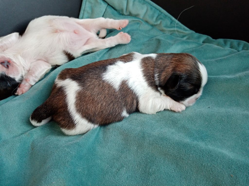 Des Phénix Du Tibet - Chiots disponibles - Shih Tzu