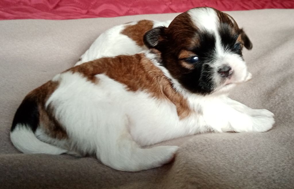 Des Phénix Du Tibet - Chiots disponibles - Shih Tzu