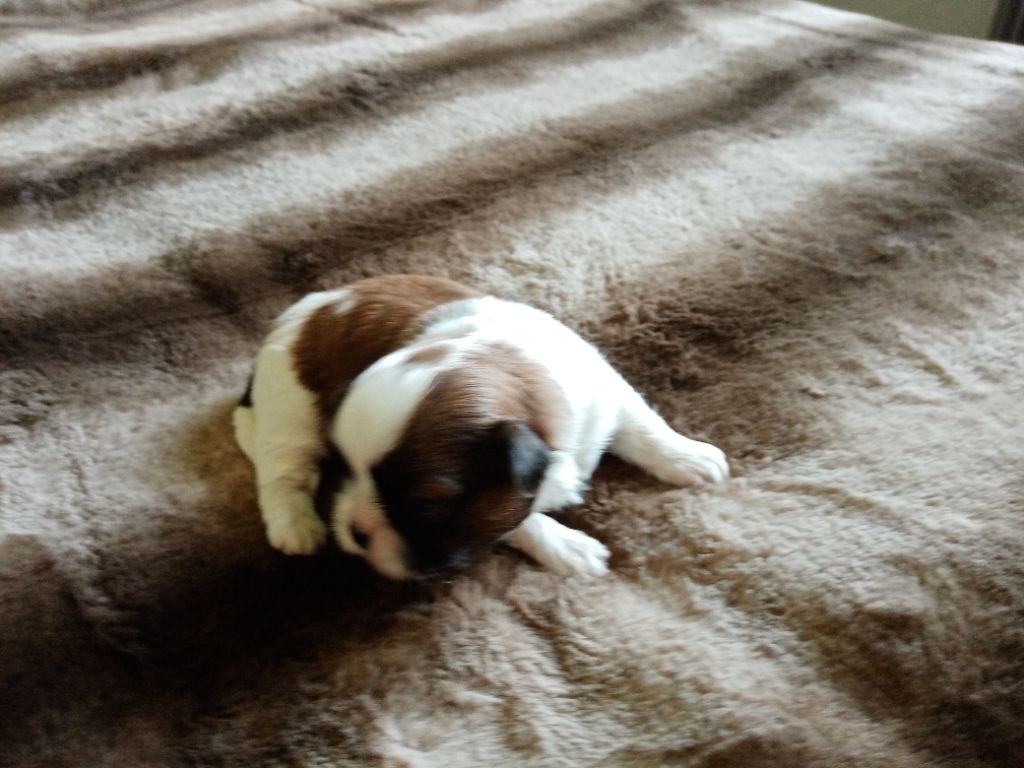 Des Phénix Du Tibet - Chiots disponibles - Shih Tzu