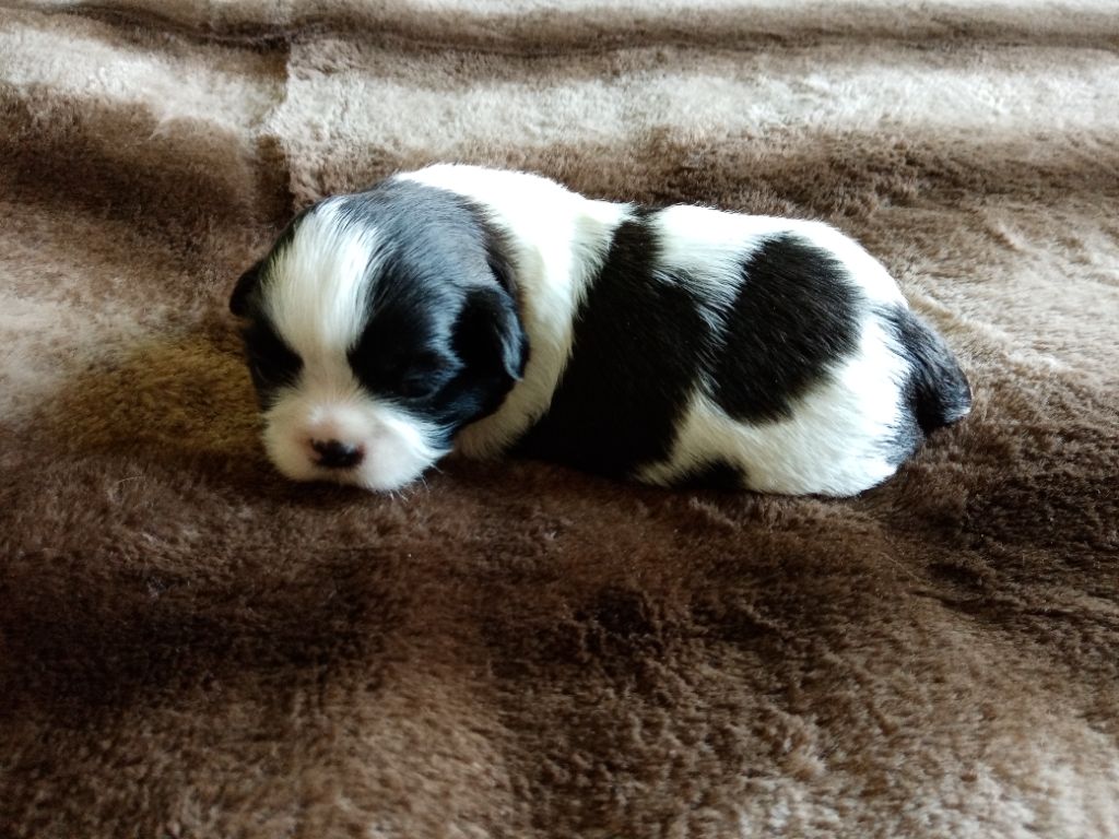 Des Phénix Du Tibet - Chiots disponibles - Shih Tzu