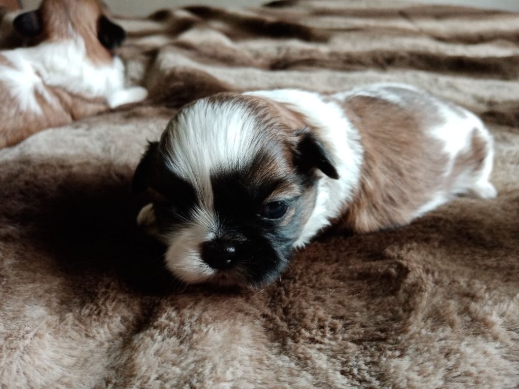 Des Phénix Du Tibet - Chiots disponibles - Shih Tzu