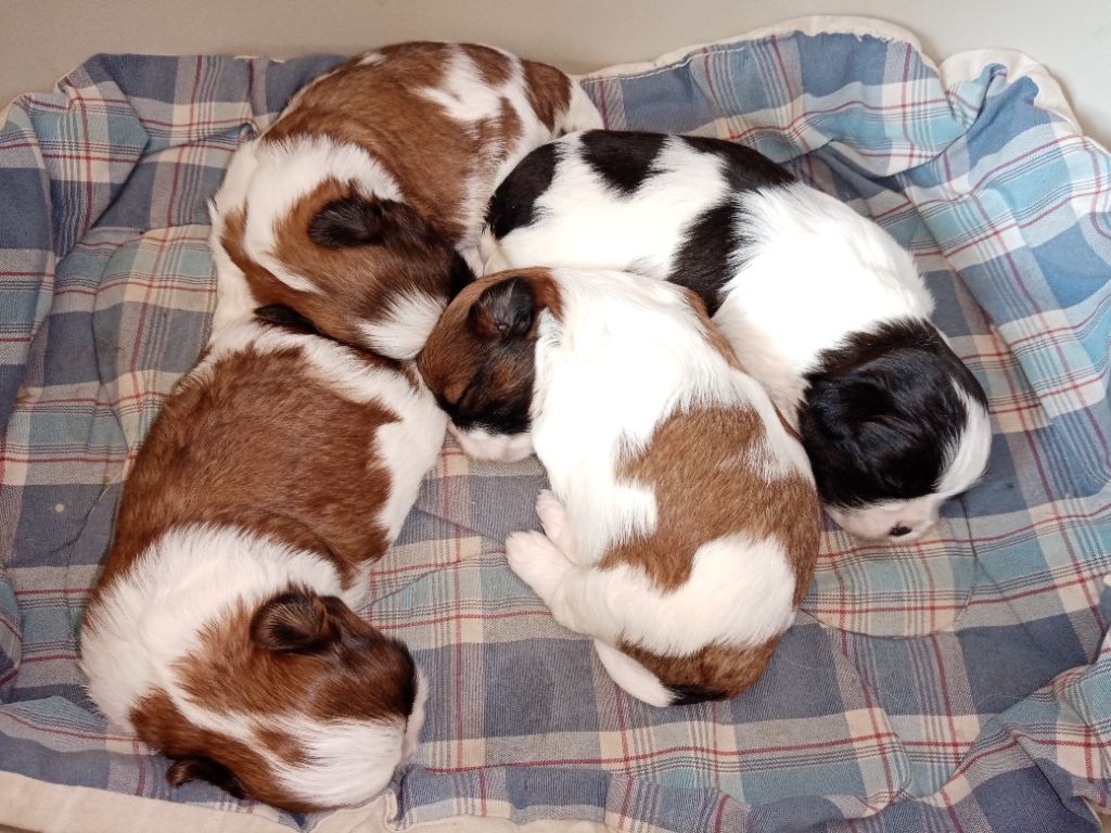 Chiot Shih Tzu Des Phénix Du Tibet